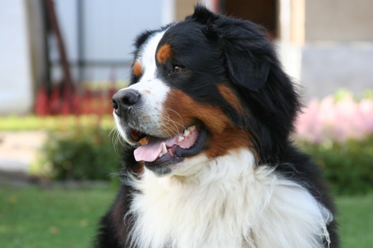 Порода Бернский зенненхунд