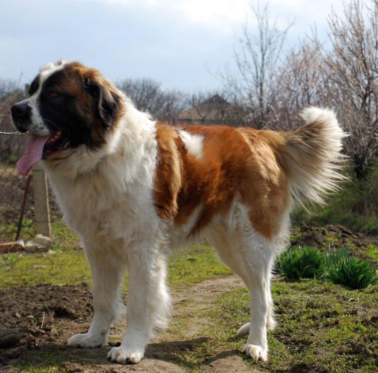 Королевский ротвейлер