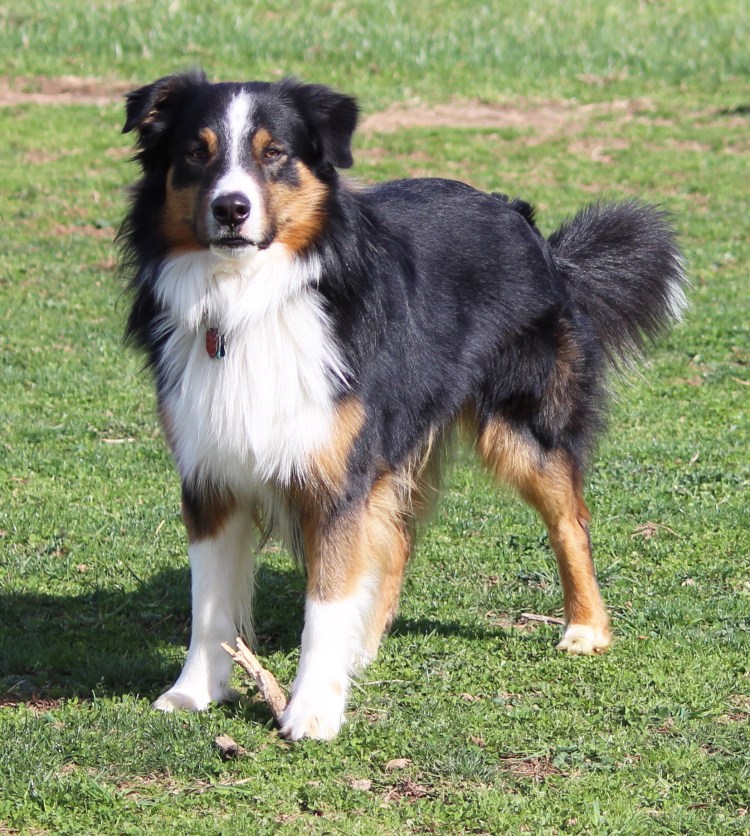 Барон питомец