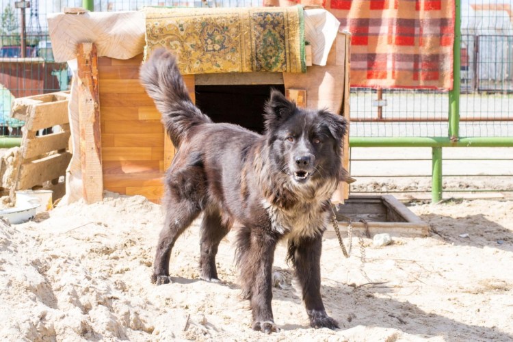 Немецкая овчарка длинношерстная