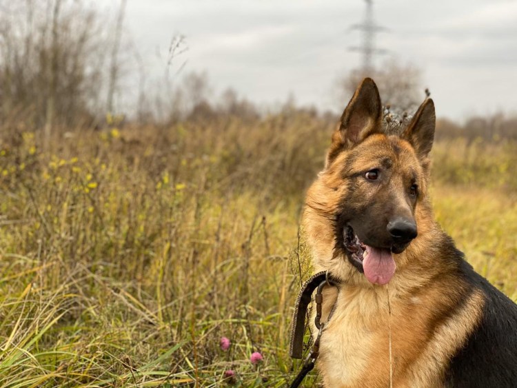 Песчаная овчарка