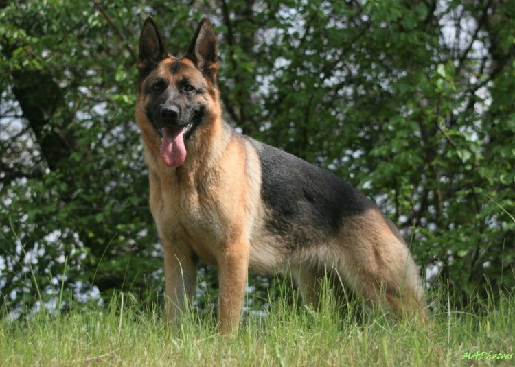 Немецкая овчарка
