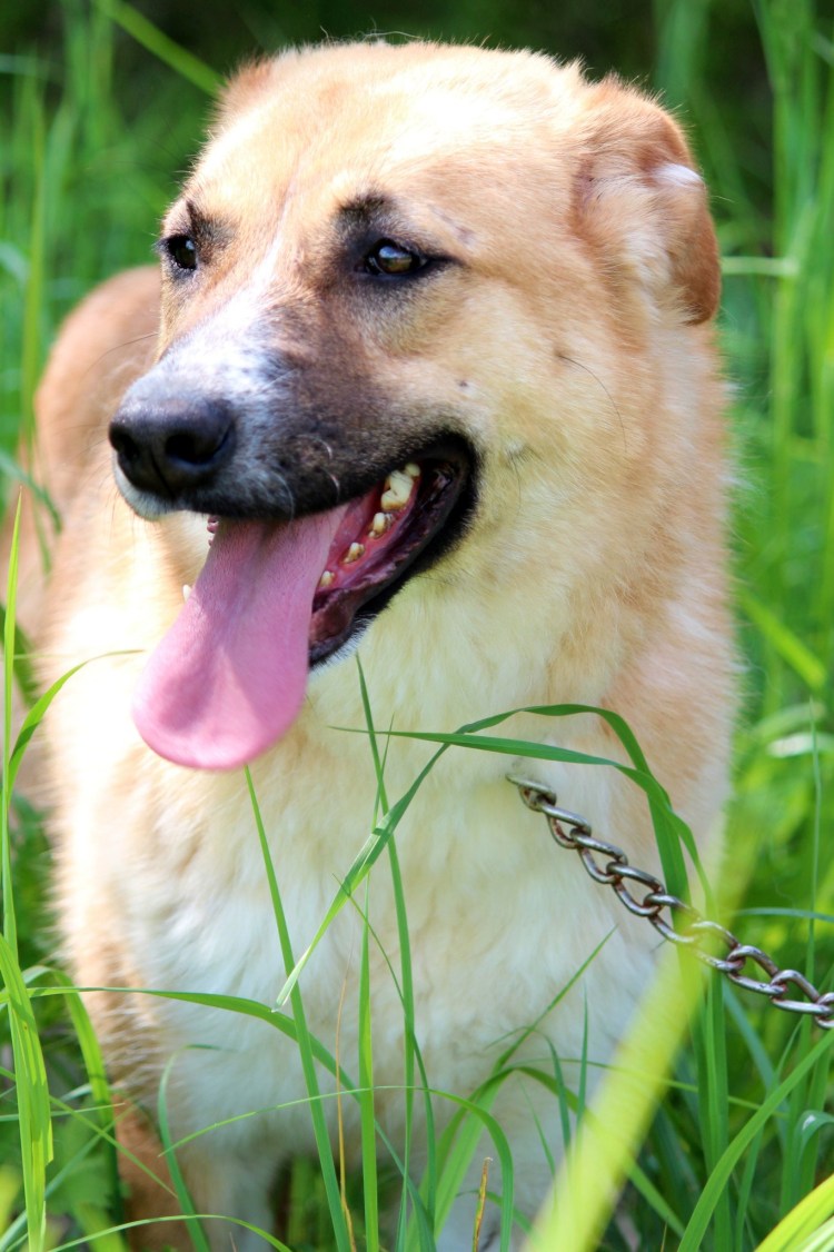 Порода собак алабай фото