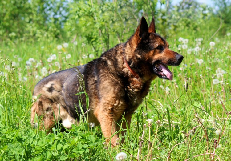 Савойская овчарка