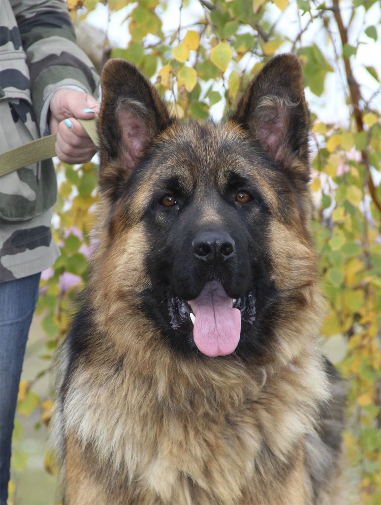 Восточно Сибирская овчарка