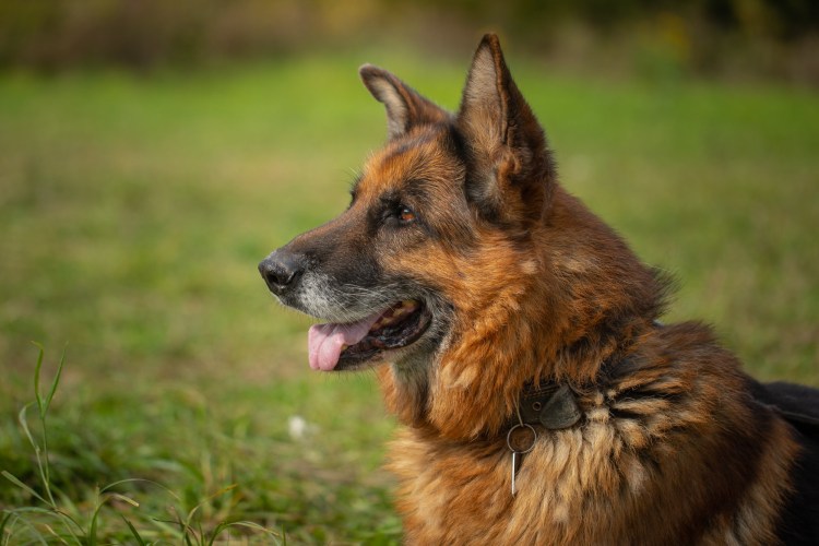 Немецкая овчарка Мерль