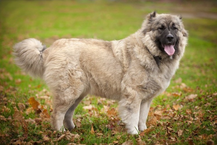 Кавказская овчарка короткошерстная