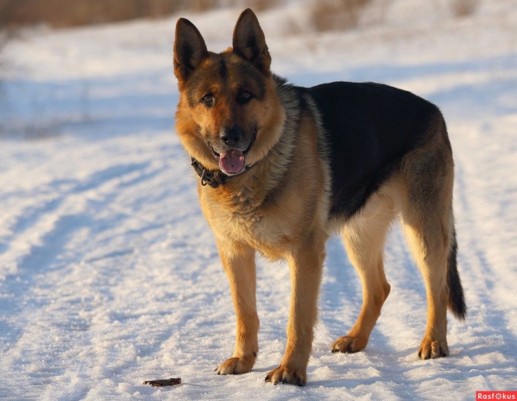 Нагази Грузинская овчарка