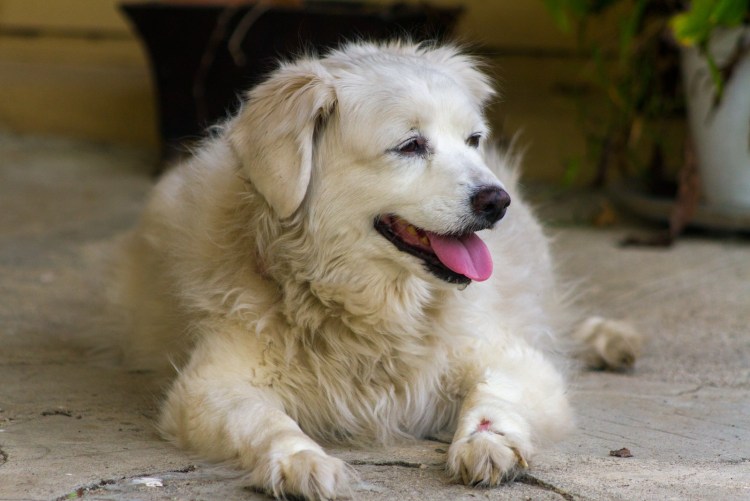 Груминг немецкой овчарки