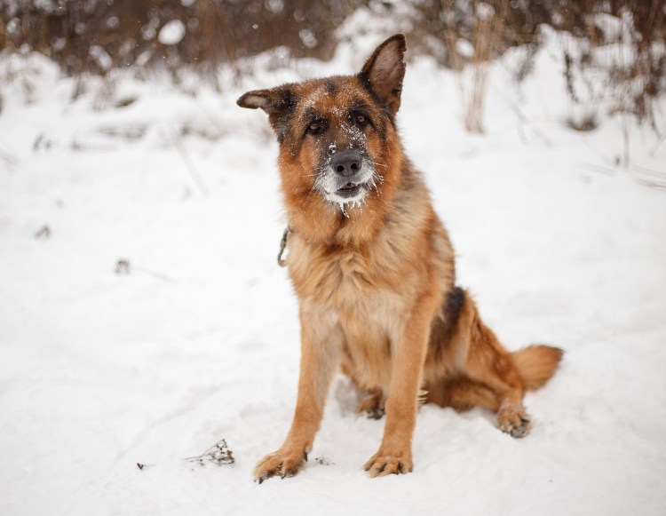 Европейская сторожевая