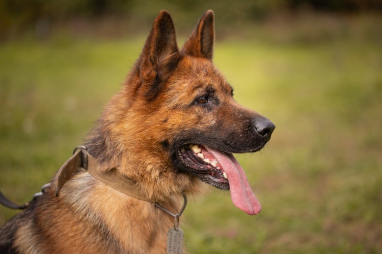 Серебристый ретривер