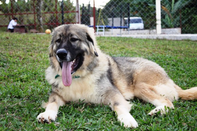 Стандарт польской подгалянской овчарки