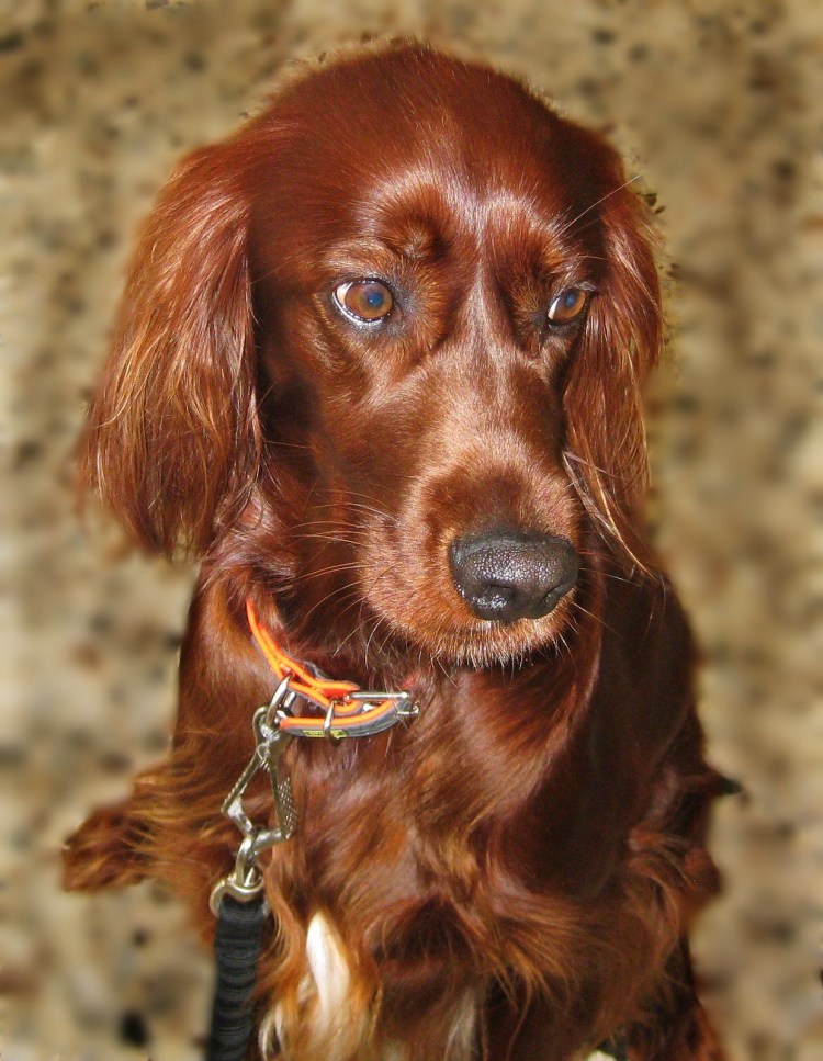 Немецкая короткошерстная легавая Курцхаар