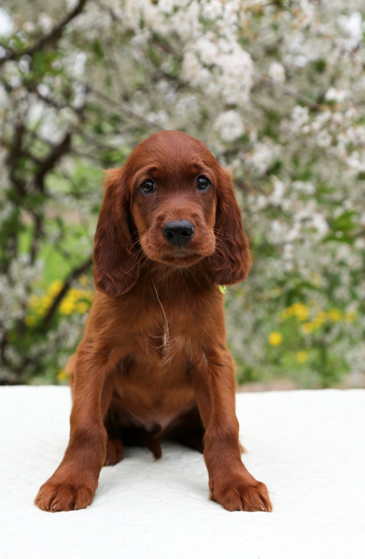 Сеттер Пойнтер Курцхаар