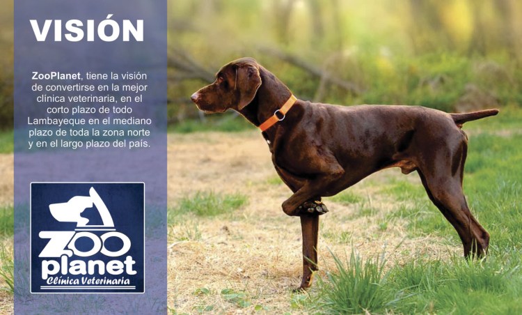 Прямошерстный ретривер