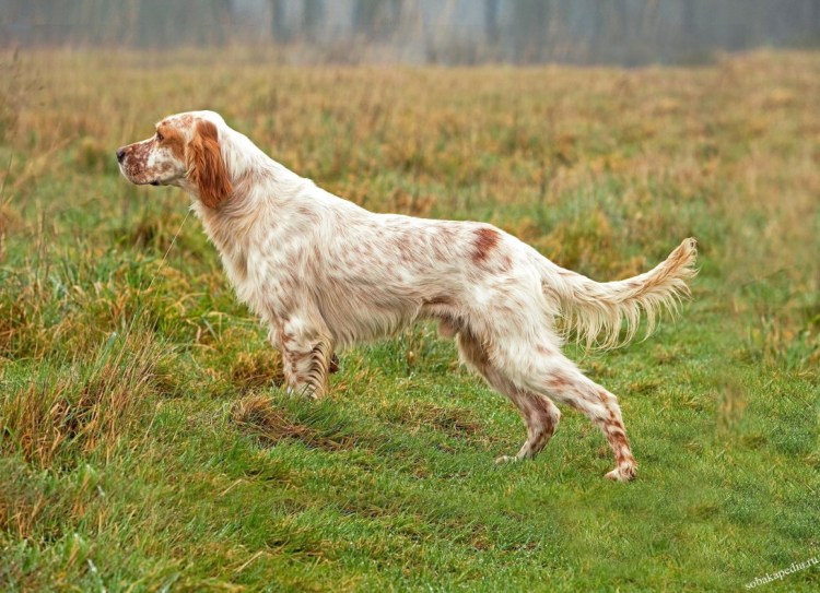Венгерская короткошерстная легавая (выжла)