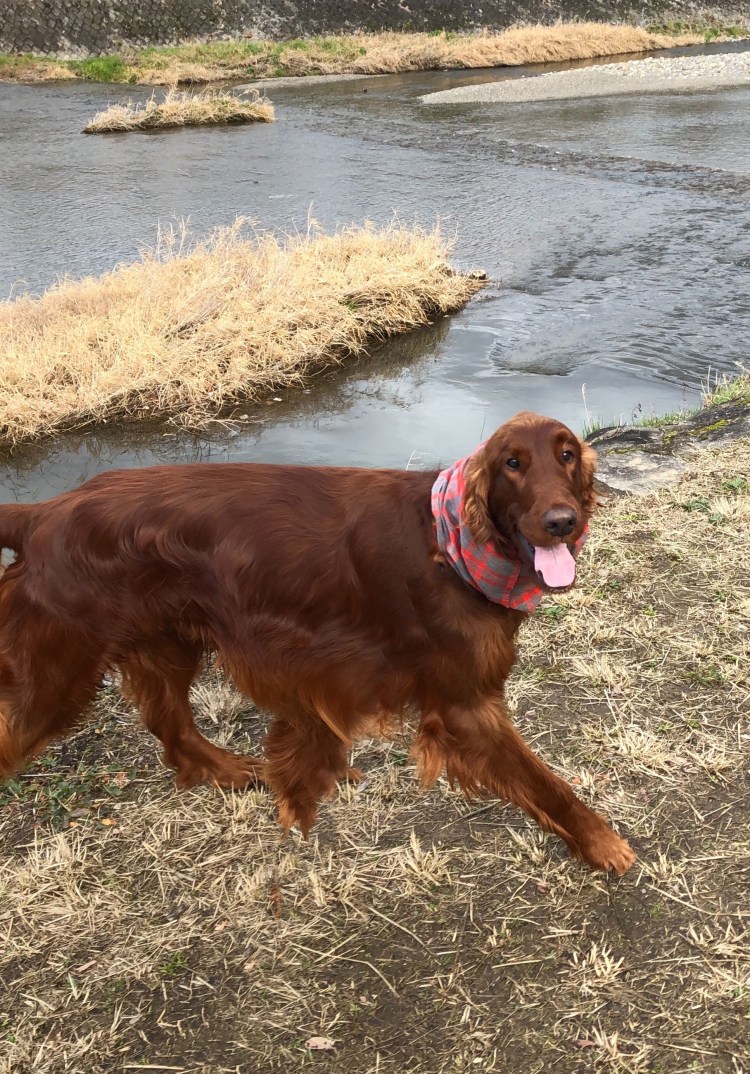 Пойнтер Курцхаар