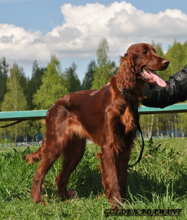 Курцхаар дратхаар Лангхаар