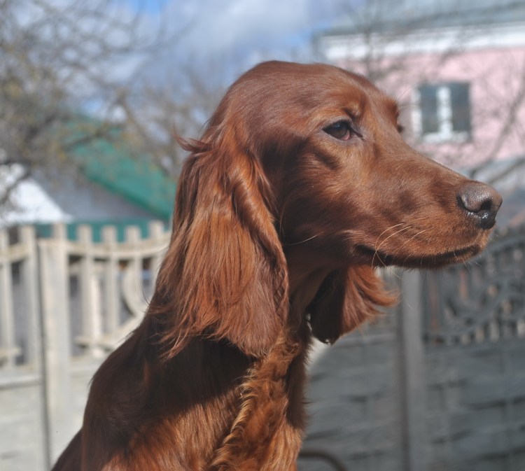 Пойнтер Курцхаар дратхаар