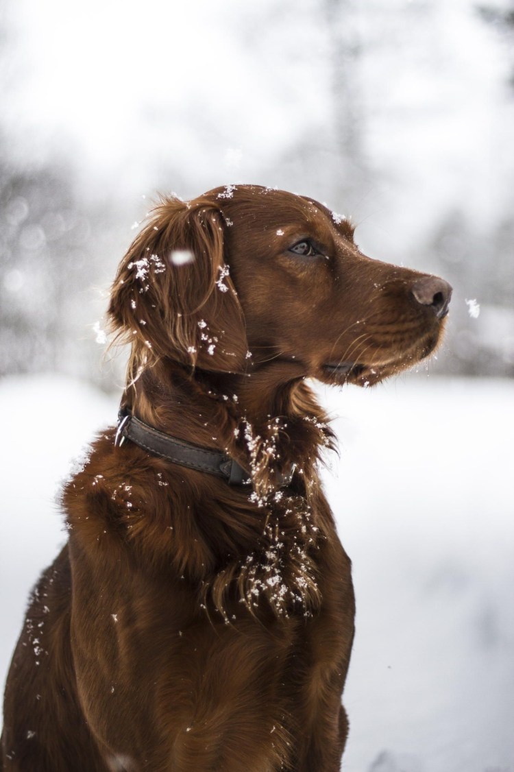 Курцхаар порода собак