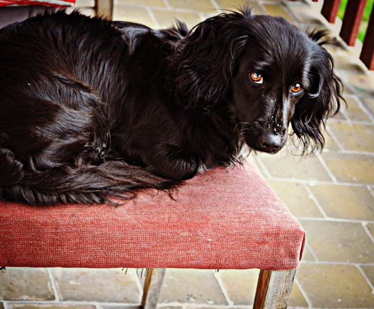 Немецкая короткошерстная легавая Курцхаар