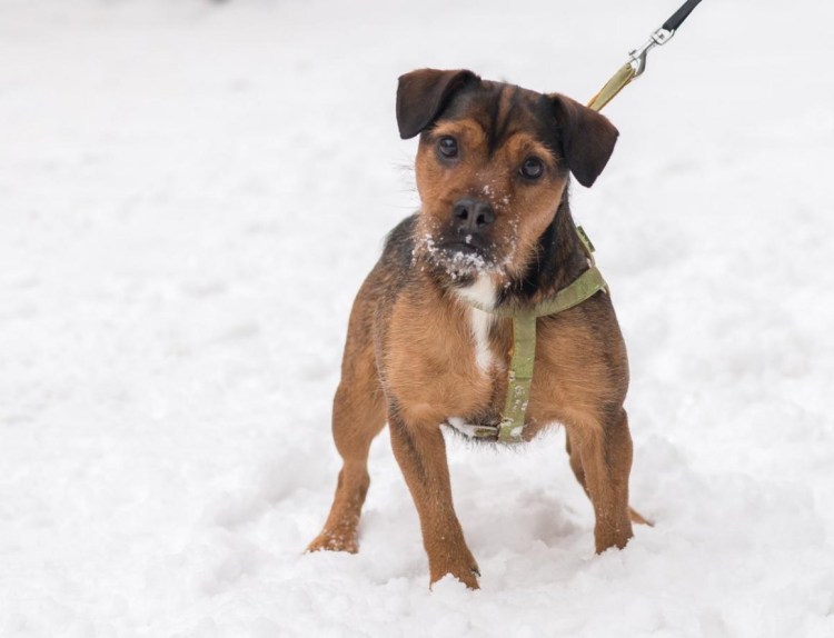 Бостонский терьер бульдог