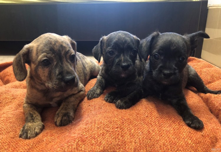 Бульдоги 90х