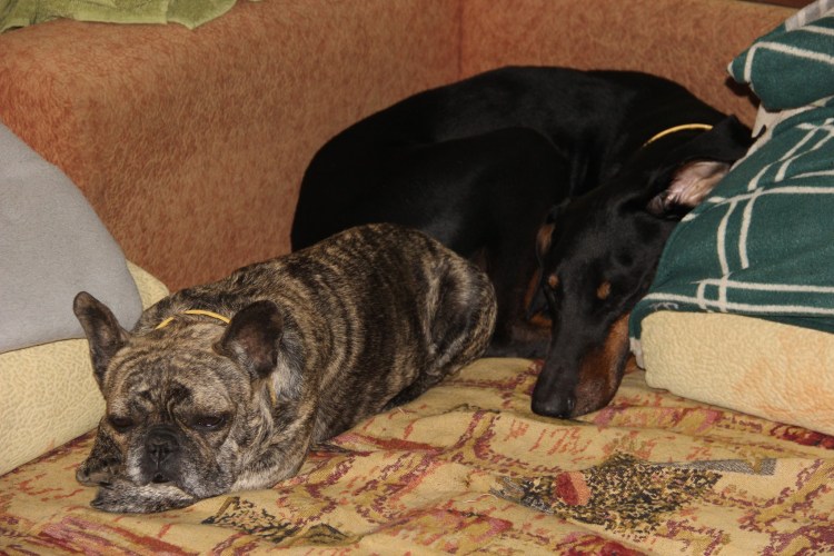 Смесь французского бульдога с чихуахуа