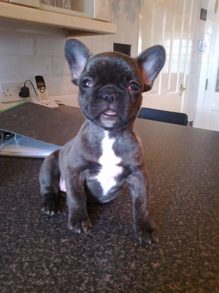 Метис французского бульдога