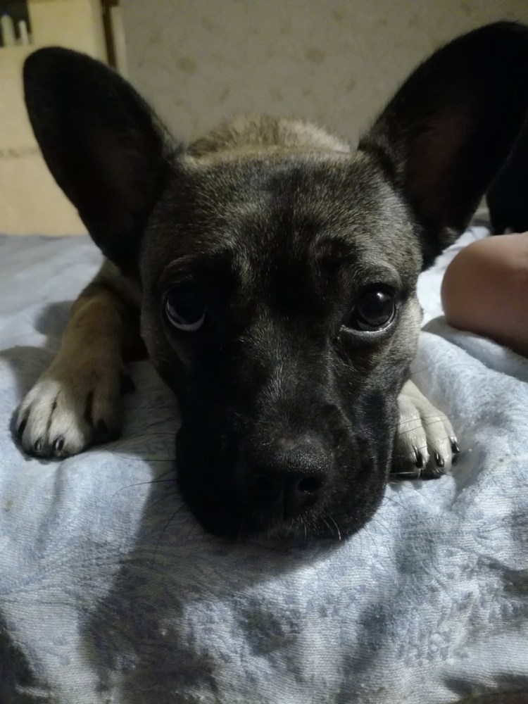 Метис французского бульдога