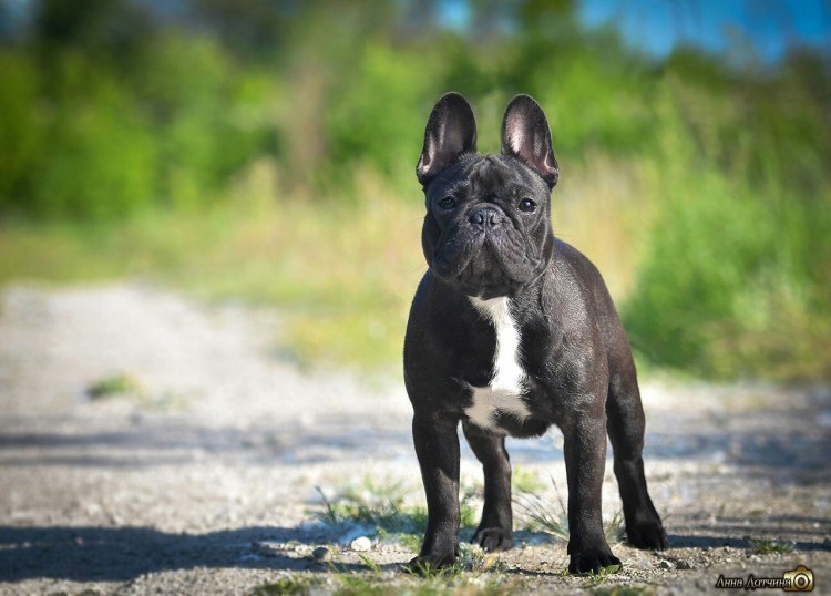 Помесь французского бульдога и таксы