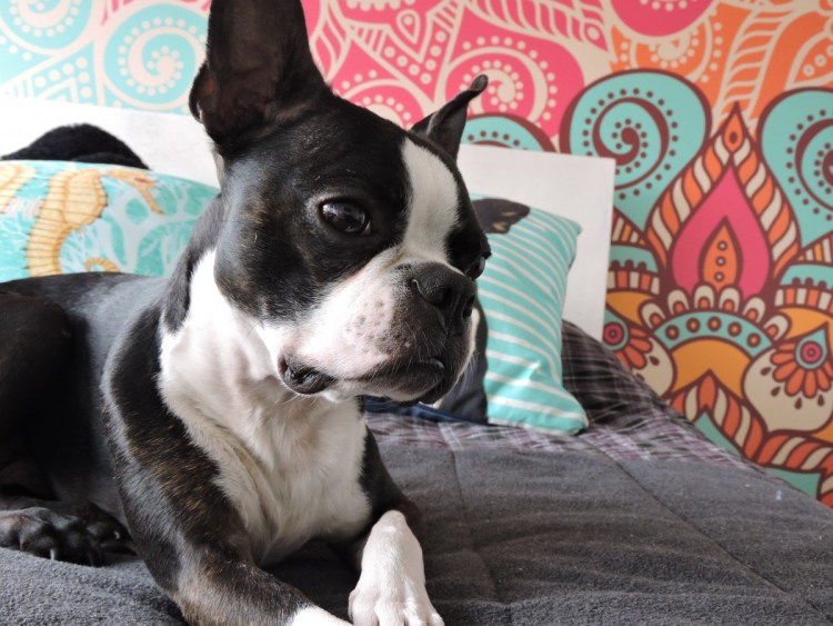 Метис МОПСА И французского бульдога