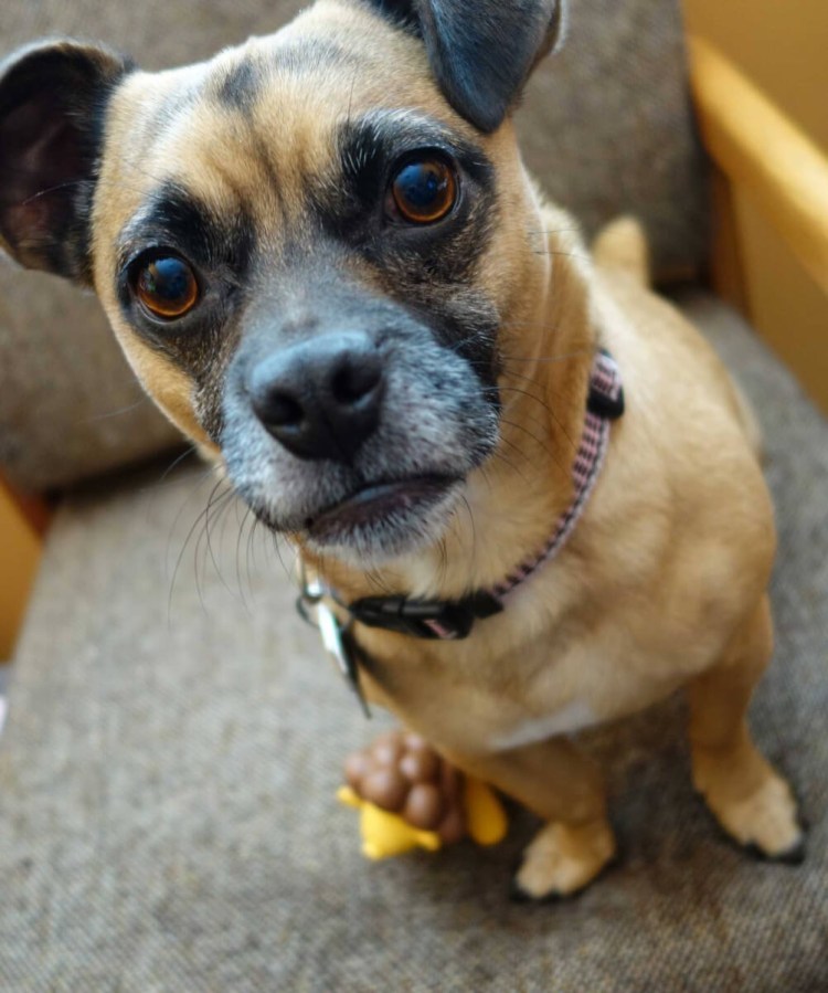 Метис французского бульдога