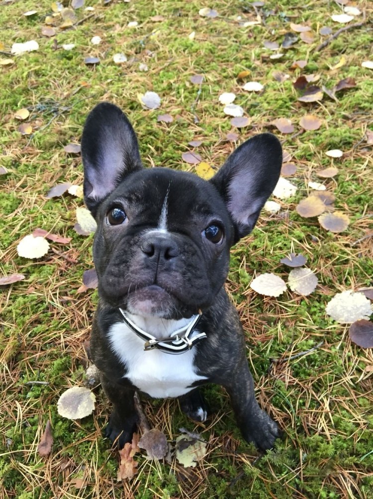 Бульдог терьер французский