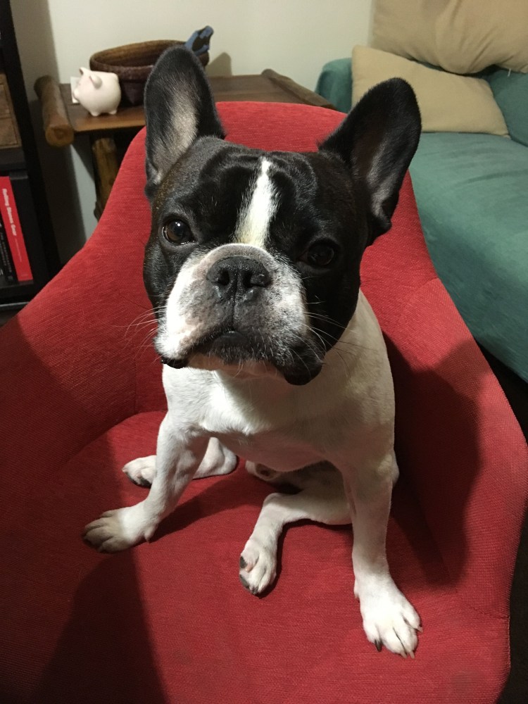 Метис французского бульдога и чихуахуа