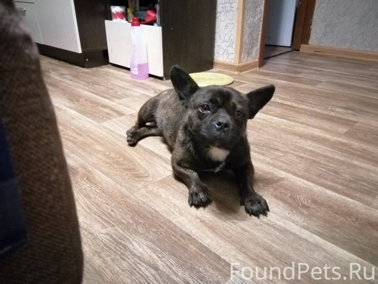 Французский бульдог Метиз