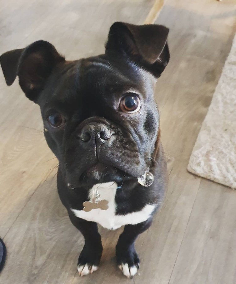 Метис французского бульдога