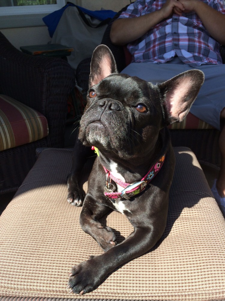 Помесь французского бульдога и чихуахуа