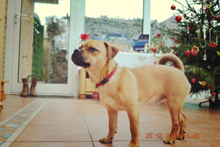 Порода Мопс метис