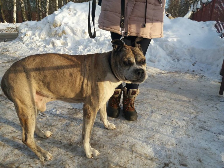 Залысины у французского бульдога