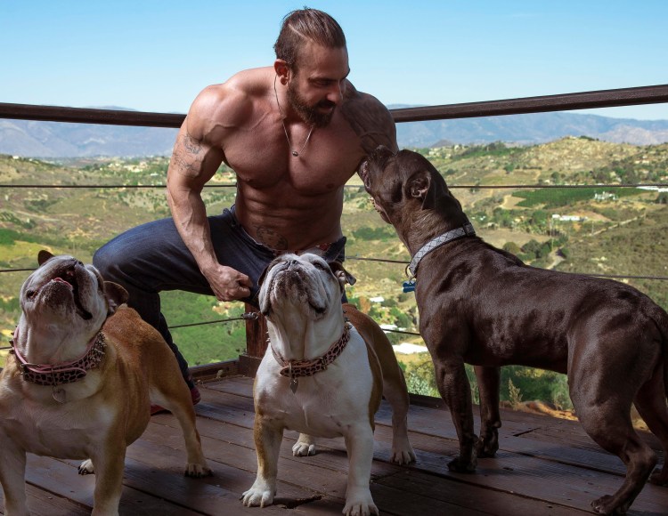 Американский булли покет