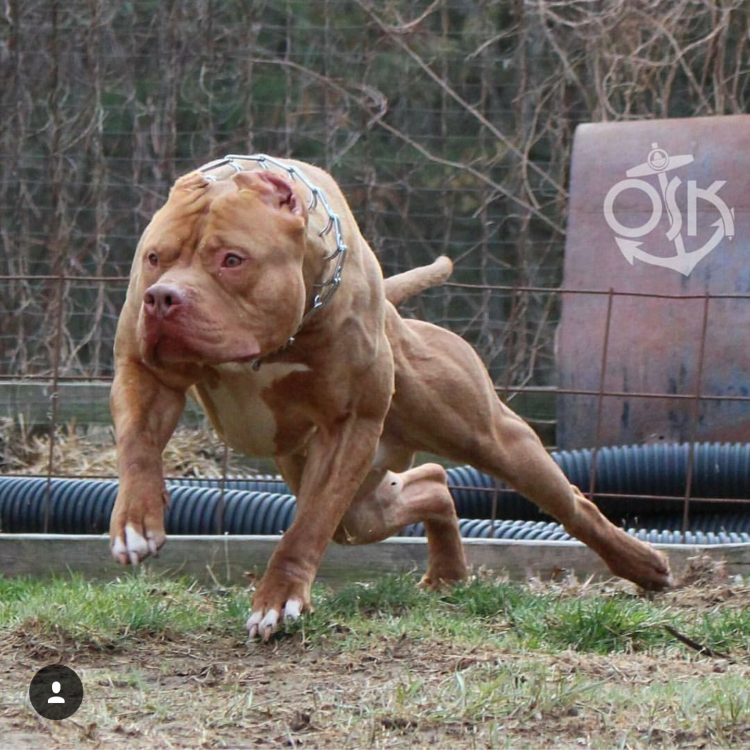 Стаффордширский булли