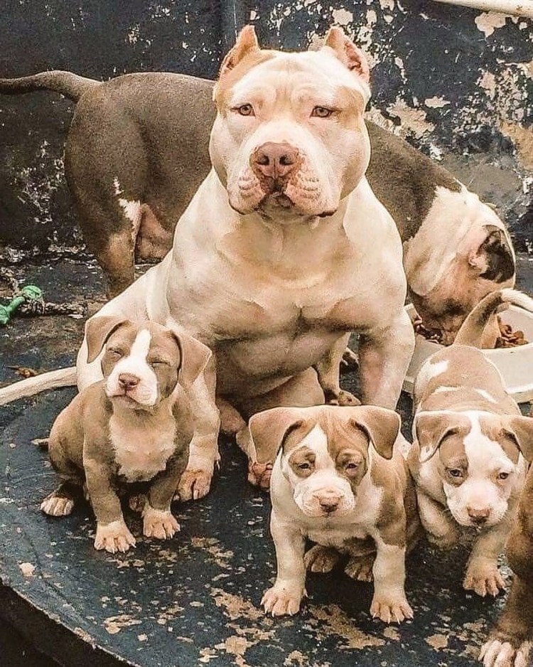 Американский питбуль мышцы