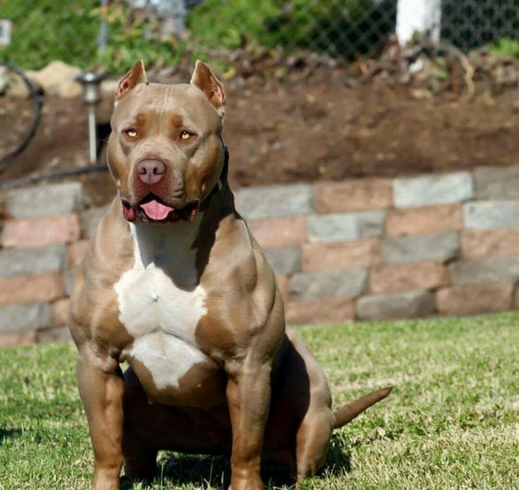 Американский стаффордширский терьер мышцы