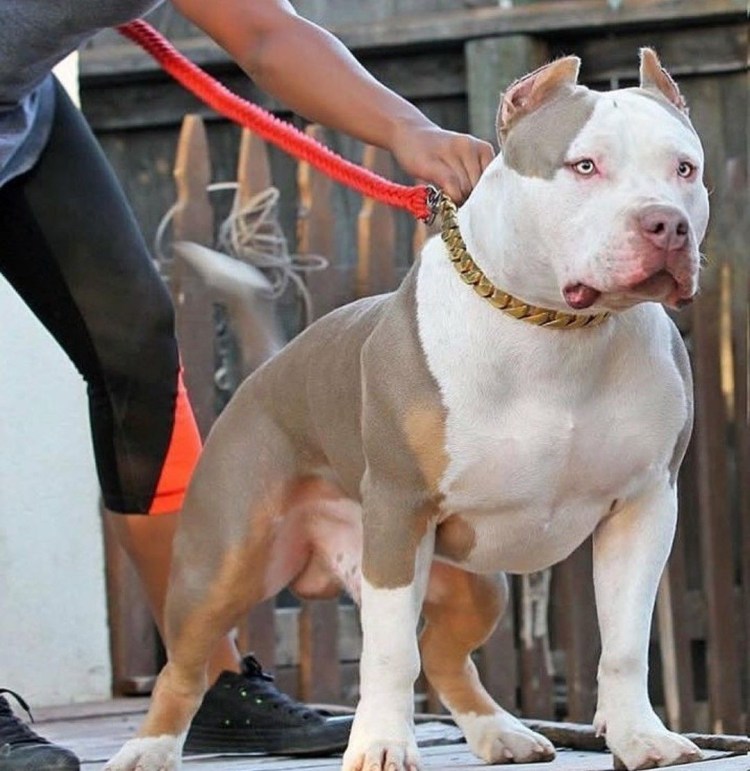 Американский булли и бультерьер