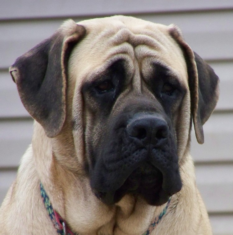 Королевский мастиф