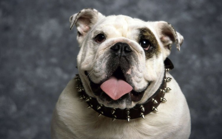 Бассет биколор