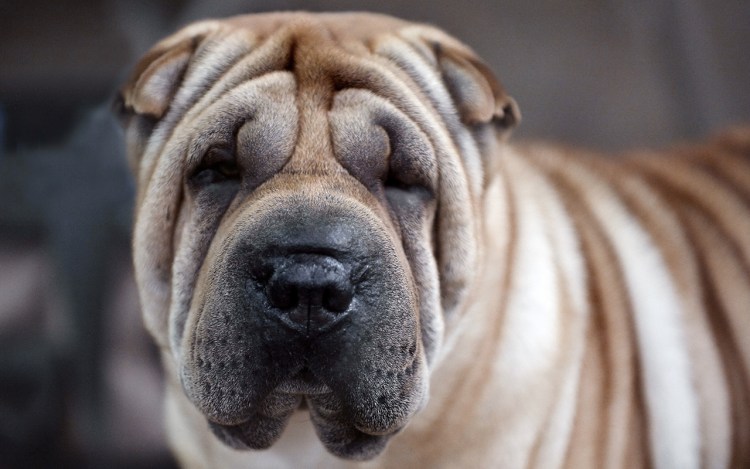 Порода шарпей