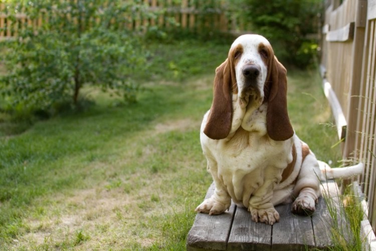Английский бульдог породы собак