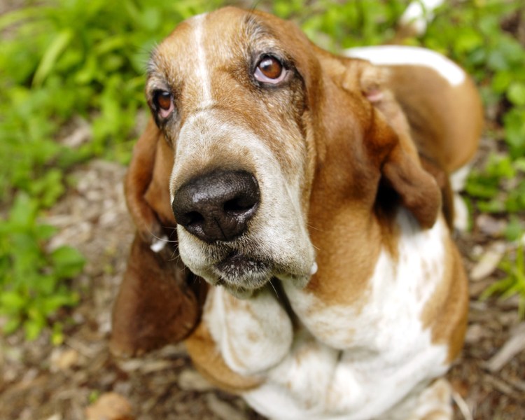Бассет-хаунд щенок